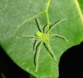 Green huntsman Spider in odisha
