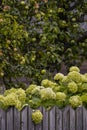 Green hydrangea on the background of a gray wooden fence. Rustic vegetation.