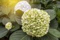 Green Hydrangea flower garden with vintage warm light Royalty Free Stock Photo