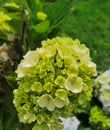 Green Hydrangea Flower - Hortensia - Green Pancawarna Ornamental Plant