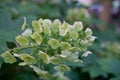 green hydrangea flowers blooming on a blurry background. Plant branch Royalty Free Stock Photo