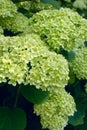 Green hydrangea flowers Royalty Free Stock Photo