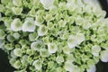 Green Hydrangea Hydrangea macrophylla or Hortensia flower or french hydrangea. Shallow depth of field for soft dreamy feel