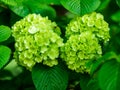 Green hydrangeas bloom in spring Royalty Free Stock Photo