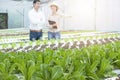 Green hydroponic oak farm with out of focus of asian business man and asian farmer woman in background,Small business entrepreneur