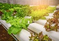 Green hydroponic organic salad vegetable in farm, Thailand. Selective focus