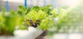 Green hydroponic organic salad vegetable in farm, Thailand. Selective focus