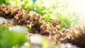 Green hydroponic organic salad vegetable in farm, Thailand. Selective focus