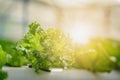 Green hydroponic organic salad vegetable in farm, Thailand.