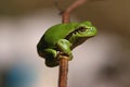 Green hyla frog Royalty Free Stock Photo