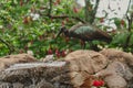 Green Ibis bird drinking from a backyard water fountain in a tropical climate