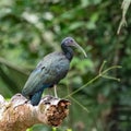 Green ibis, bird