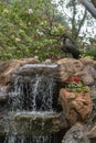 Green Ibis bird perched on a lovely waterfall water fountain in a tropical setting backyard in Kenya Africa Royalty Free Stock Photo