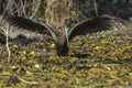 Green ibis foraging with spread wings,Pantanal, Brazi