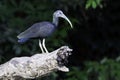 Green Ibis, Mesembrinibis cayennensis