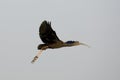 GREEN IBIS mesembrinibis cayennensis, ADULT IN FLIGHT, LOS LIANOS IN VENEZUELA