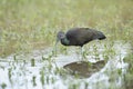 Green Ibis (Mesembrinibis cayennensis)