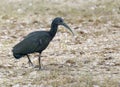 Green Ibis (Mesembrinibis cayennensis) in Brazil