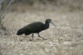 Green ibis, Mesembrinibis cayennensis