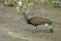 Green ibis, Mesembrinibis cayennensis