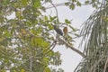 Green Ibis in Rain Forest Tree