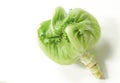 Green iceberg lettuce cabbage organic vegetable isolated on white background Royalty Free Stock Photo