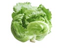Green iceberg lettuce cabbage organic vegetable isolated on white background Royalty Free Stock Photo