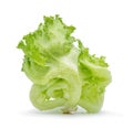 Green Iceberg lettuce with drops of water on white background Royalty Free Stock Photo