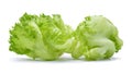 Green Iceberg lettuce with drops of water on white background Royalty Free Stock Photo