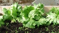 Green iceberg lettuce growing in raised vegetable garden bed horizontal Royalty Free Stock Photo