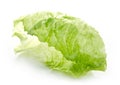 Green iceberg lettuce leaf Royalty Free Stock Photo