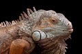 Green Iguana Royalty Free Stock Photo