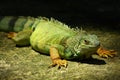 A Green Iguana Royalty Free Stock Photo