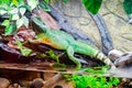 Green iguana