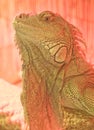 A green Iguana. Royalty Free Stock Photo