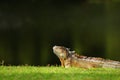 Green Iguana Royalty Free Stock Photo