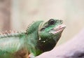 Green iguana Royalty Free Stock Photo
