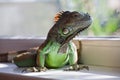 Green Iguana