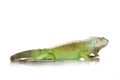 Green iguana