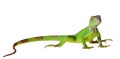 Green iguana Royalty Free Stock Photo