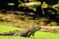Green iguana Royalty Free Stock Photo