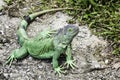 Green iguana