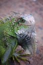 Green Iguana Royalty Free Stock Photo