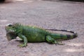 Green Iguana Royalty Free Stock Photo