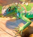 Green Iguana 6 Royalty Free Stock Photo