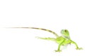 Green Iguana Royalty Free Stock Photo