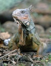 Green iguana adult,guanacaste,costa rica