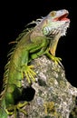 Green Iguana, iguana iguana, Adult standing on Rock with Open Mouth