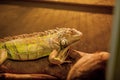 Green iguana, also known as American iguana, is a large, arboreal, lizard. Found in captivity as a pet due to its calm disposition Royalty Free Stock Photo