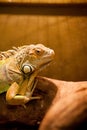 Green iguana, also known as American iguana, is a large, arboreal, lizard. Found in captivity as a pet due to its calm disposition Royalty Free Stock Photo